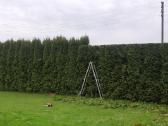 Medžių genėjimas , Gyvatvorės kirpimas,karpymas. - nuotraukos Nr. 6