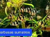 Įvairios akvariumo žuvytės, augalai, maistelis - nuotraukos Nr. 3