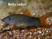 Akvariuminės žuvytės 20% nuolaida! - nuotraukos Nr. 9