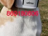 GPS seklys tk905 pasiklausymo - nuotraukos Nr. 8