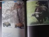 Fotografija 1988m - nuotraukos Nr. 3