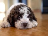Nuostabieji Lagotto Romagnolo (Romanijos Vandens) - nuotraukos Nr. 4
