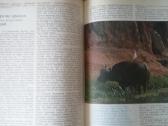Ptici nad sushi i morem 1984 m knyga - nuotraukos Nr. 2