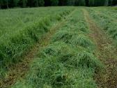 Iš ūkio - Pašarinės žolių sėklos pievoms-ganykloms - nuotraukos Nr. 2