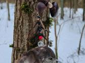 Vėrinys su erelio galva iš Meksikos šamanų. - nuotraukos Nr. 3