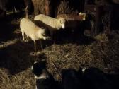 Parduodu avis, eriukus ozkas - nuotraukos Nr. 2