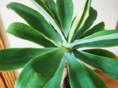 Kambarinė gele-medis "Agave attennuata"iš Madeiros - nuotraukos Nr. 3
