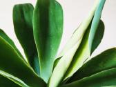 Kambarinė gele-medis "Agave attennuata"iš Madeiros - nuotraukos Nr. 4