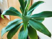 Kambarinė gele-medis "Agave attennuata"iš Madeiros