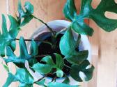 Kambarinė gėlė"monstera-tetrasperma". - nuotraukos Nr. 2