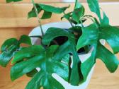 Kambarinė gėlė"monstera-tetrasperma". - nuotraukos Nr. 3