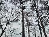 Aplinkos sklypu tvarkymas medžių pjovimas šakų išv - nuotraukos Nr. 11