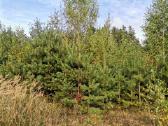 1,29 ha sklypas netoli Dusios ežero, Dzūkijoje - nuotraukos Nr. 2