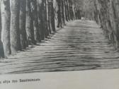 Lietuvos gamtos paminklai - nuotraukos Nr. 7