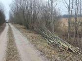 Nemokamai! apleistų sklypų tvarkymas - nuotraukos Nr. 8