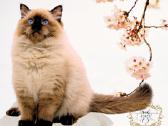 Ragdoll Veislynas Rezervacija - nuotraukos Nr. 5