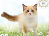 (Ragdoll /Skudurinukės)