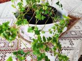 Kambarinė gėlė vijoklinė"hedera".