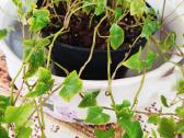 Kambarinė gėlė vijoklinė"hedera". - nuotraukos Nr. 2