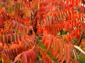 Žagrenis rūgštusis (Rhus)