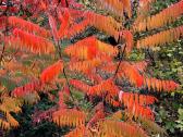 Žagrenis rūgštusis (Rhus) - nuotraukos Nr. 2