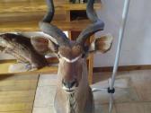 Kudu iškamša