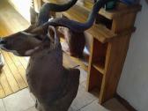 Kudu iškamša - nuotraukos Nr. 2