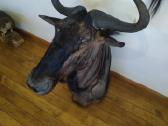 Dryžuotoji gnu iškamša