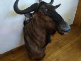 Dryžuotoji gnu iškamša - nuotraukos Nr. 2