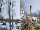 Medžių pjovimas-genėjimas-gyvatvorių karpymas - nuotraukos Nr. 5