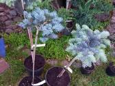Glauca globosa skiepinta - nuotraukos Nr. 4