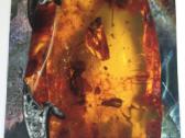 R. Dichavičiaus darbas