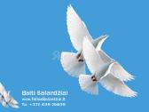 Balti balandziai vestuvems ir krikstynoms - nuotraukos Nr. 2