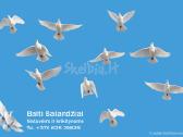 Balti balandziai vestuvems ir krikstynoms - nuotraukos Nr. 6