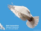 Balti balandziai vestuvems ir krikstynoms - nuotraukos Nr. 10