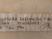 Laikrodis - nuotraukos Nr. 3