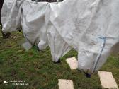 Didmaišis (500 kg talpos) 1vnt. - nuotraukos Nr. 2