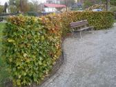 Fagus sylvatica paprastasis skroblas, - nuotraukos Nr. 20