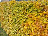 Fagus sylvatica paprastasis skroblas, - nuotraukos Nr. 19