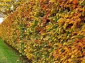 Fagus sylvatica paprastasis skroblas, - nuotraukos Nr. 15