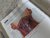 Anatomija (Principles of anatomy and physiology) - nuotraukos Nr. 3