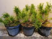 Juodosios Nigra ir kalnų pušys bonsai vazonuose - nuotraukos Nr. 13