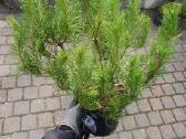 Juodosios Nigra ir kalnų pušys bonsai vazonuose - nuotraukos Nr. 12