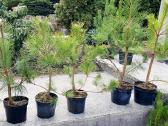 Juodosios Nigra ir kalnų pušys bonsai vazonuose - nuotraukos Nr. 11