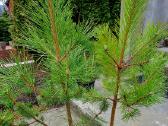 Juodosios Nigra ir kalnų pušys bonsai vazonuose - nuotraukos Nr. 14