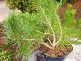 Juodosios Nigra ir kalnų pušys bonsai vazonuose - nuotraukos Nr. 15