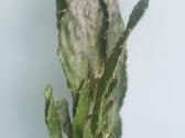 Kaktusai - nuotraukos Nr. 8