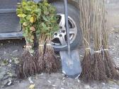 Skroblas ir bukas gražiai gyvatvorei - nuotraukos Nr. 5