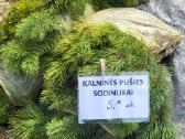 Kalninės pušys tik 12€ - nuotraukos Nr. 32