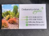 Kalninės pušys tik 12€ - nuotraukos Nr. 33